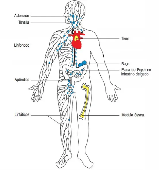 Illustration of the human body highlighting organs of the human immune system